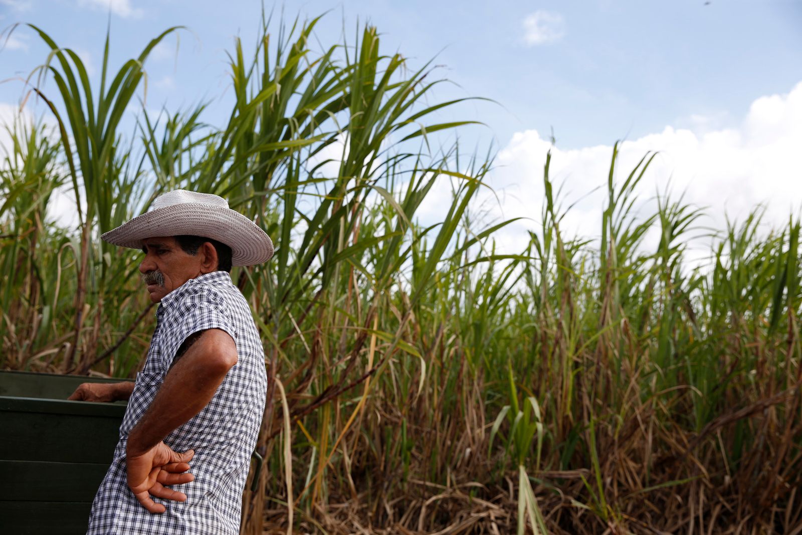 يقف قرب حقل لقصب السكر في كوبا - 1 ديسمبر 2016 - REUTERS