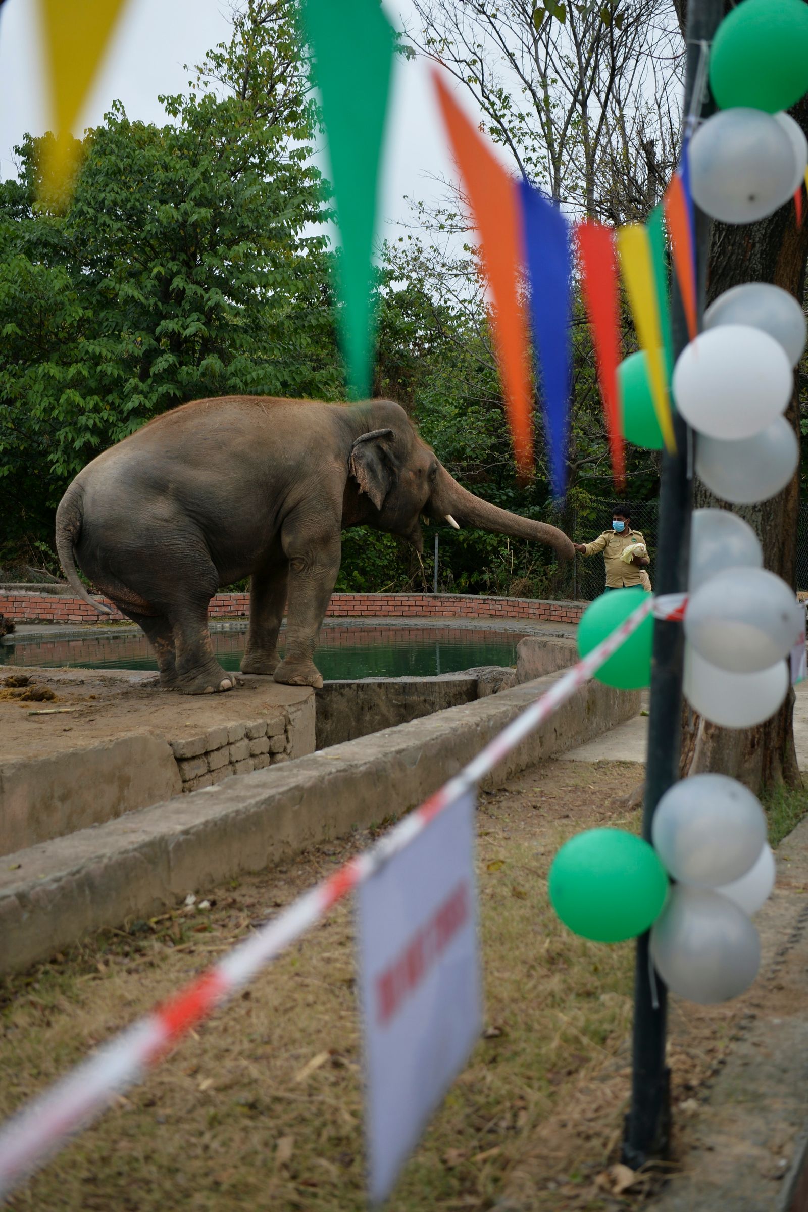 مسؤول عن الحياة البرية يطعم الفيل الأسيوي كافان خلال مراسم وداعه ، قبل سفره إلى محمية في كمبوديا - AFP