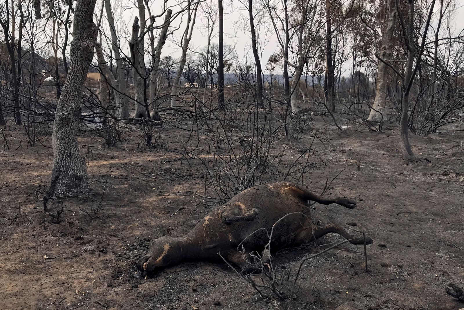 A dead animal lies on the ground following a wildfire in El Kala - REUTERS