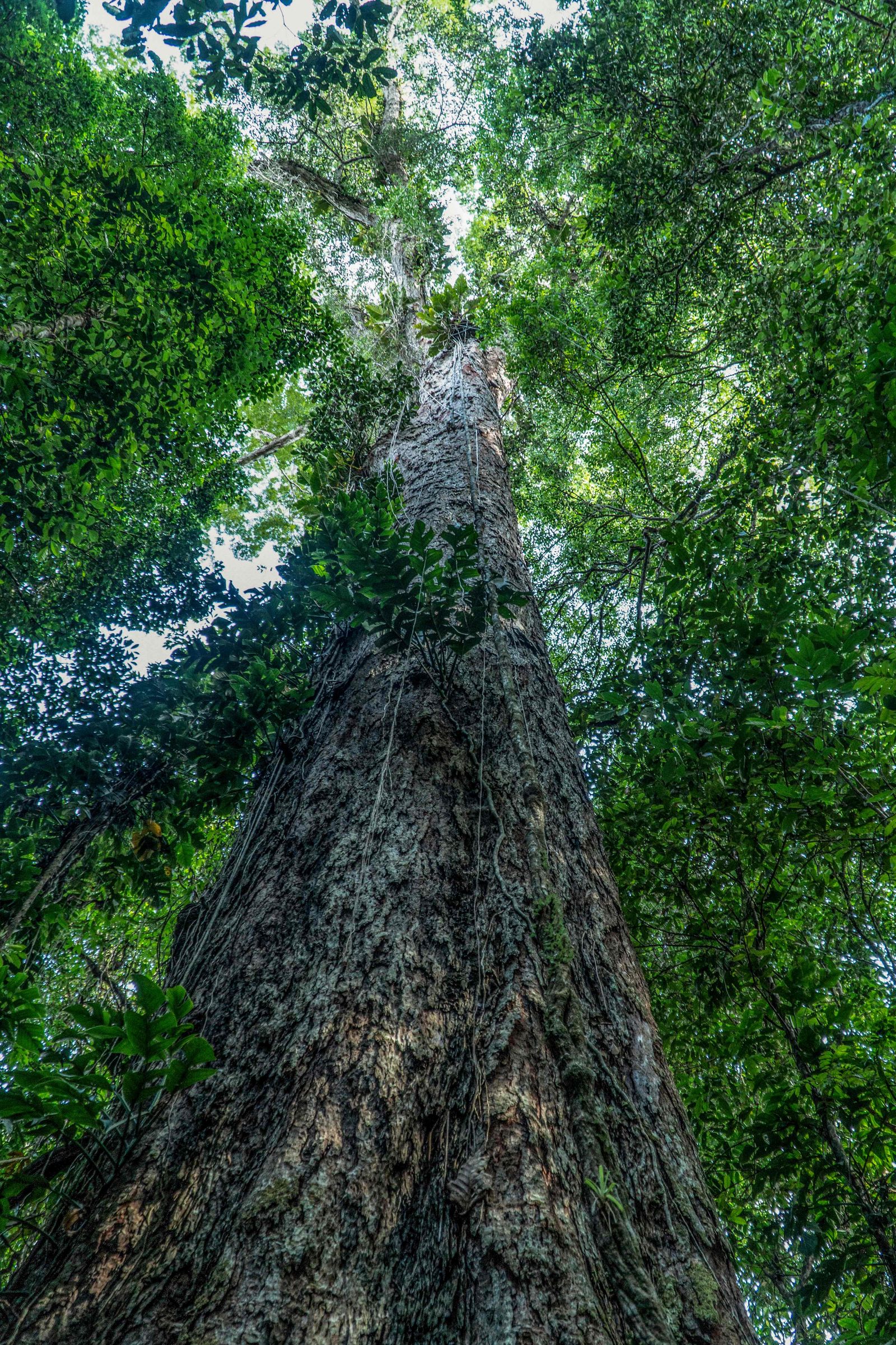 This handout picture released by NGO Imazon shows an Angelim Vermelho tree (Dinizia Excelsa Ducke) the highest tree found in the Amazon rainforest with the height of 88.5 meters and 9.9 meters of circumference located in the region of Jari River, at the border of Amapa and Para states, north of Brazil, on September 17, 2022. - After three years of planning, five expeditions and a two-week trek through dense jungle, scientists have reached the tallest tree ever found in the Amazon rainforest, a towering specimen the size of a 25-storey building. The giant tree, whose top juts out high above the canopy in the Iratapuru River Nature Reserve in northern Brazil, is an angelim vermelho (scientific name: Dinizia excelsa) measuring 88.5 meters (290 feet) tall and 9.9 meters (32 feet) around -- the biggest ever identified in the Amazon, scientists say. (Photo by Handout / various sources / AFP) / RESTRICTED TO EDITORIAL USE - MANDATORY CREDIT 