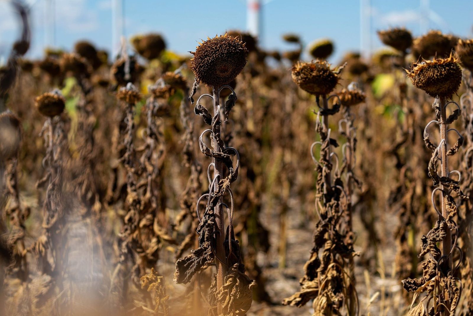 Heat Wave Hits Germany Agriculture, Corn, Sunflowers - Bloomberg