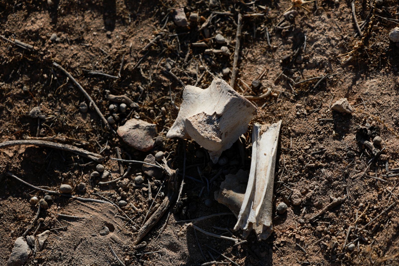 Bones are seen at the site of a mass grave from the rule of Syria's Bashar al-Assad, according to residents, after the ousting of al-Assad, in Najha, Syria, December 17, 2024. REUTERS/Ammar Awad