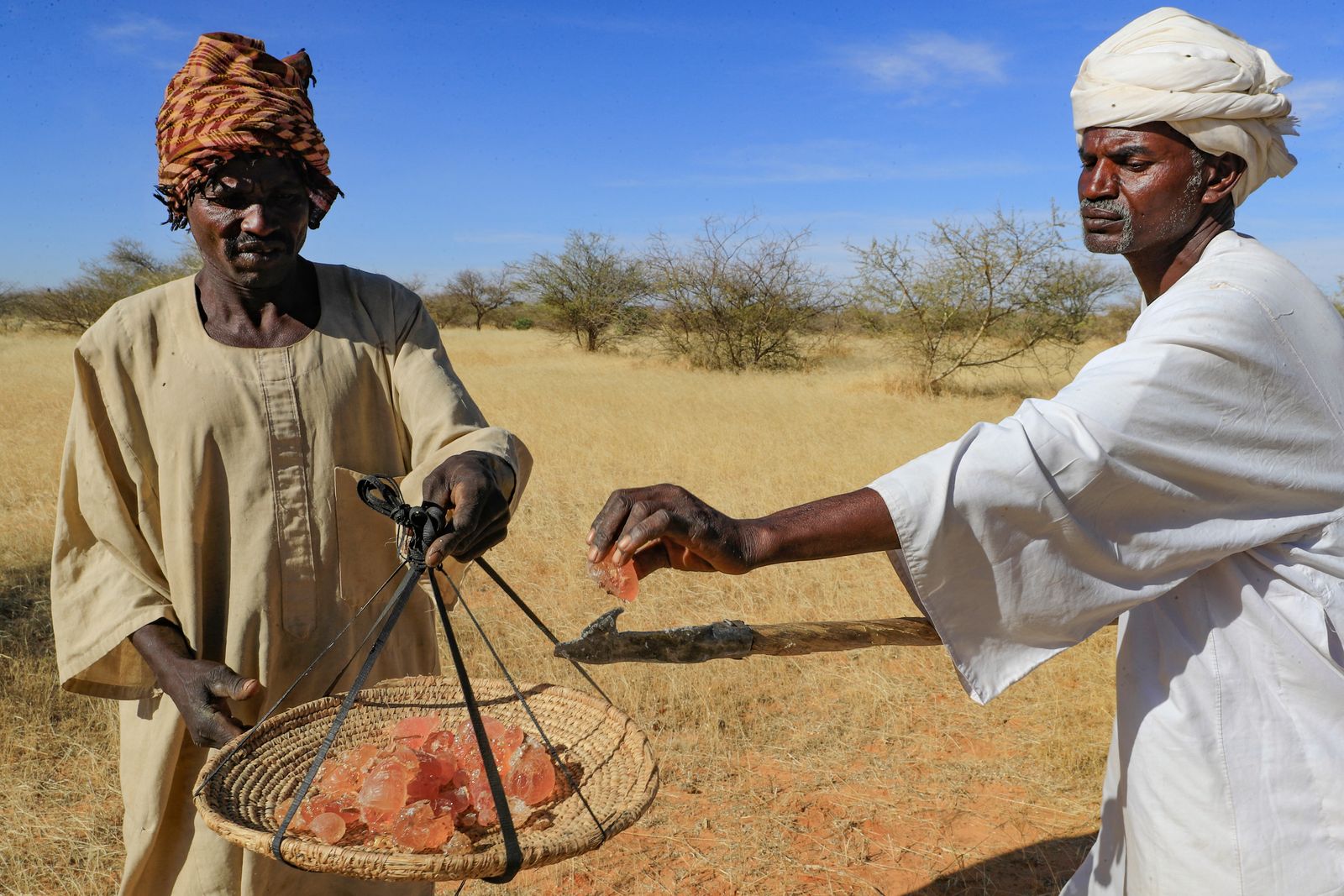 رجال سودانيون يحصدون عصارة الصمغ العربي. - AFP