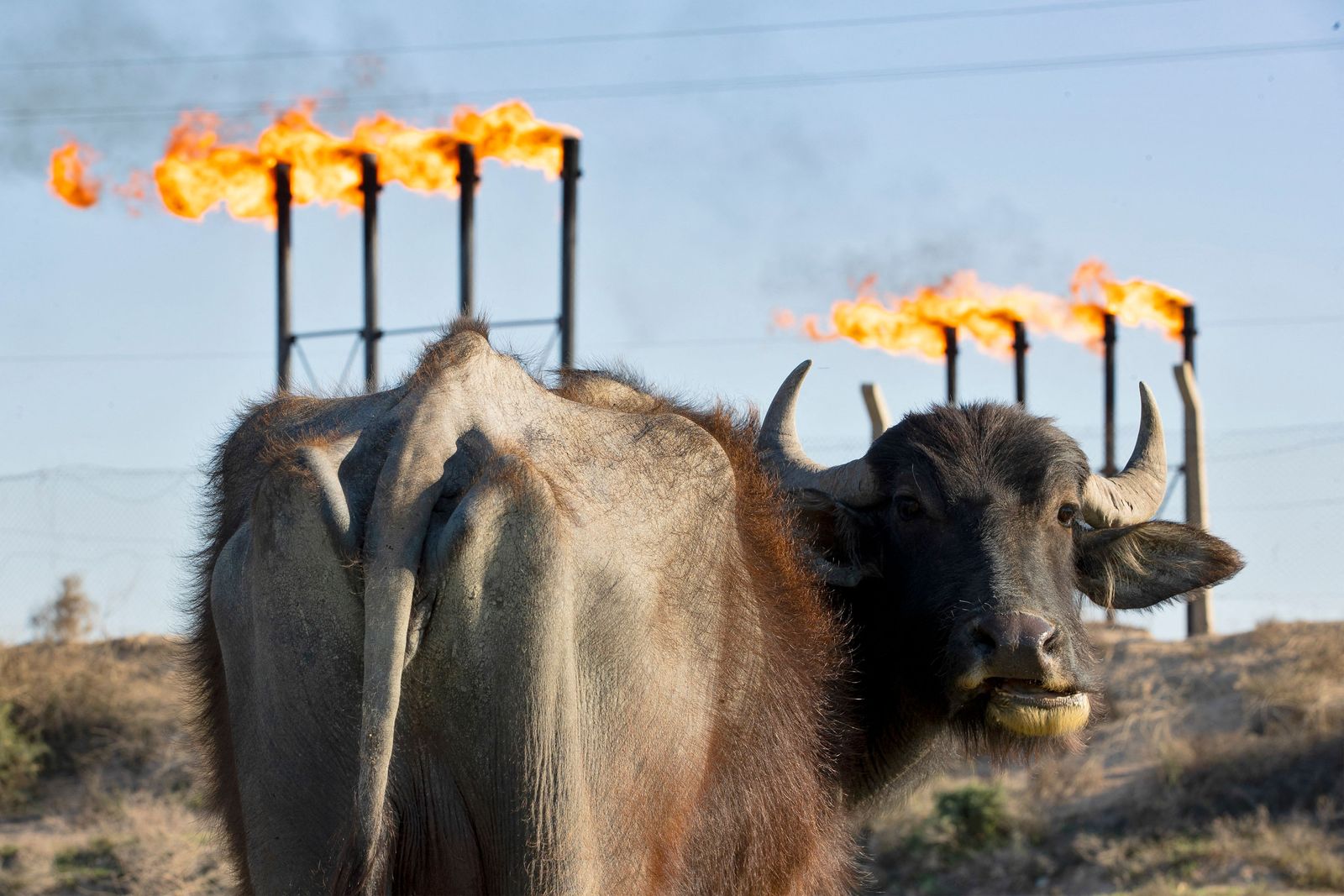 (FILES) A water buffalo grazes in a field in front of the Nahr Bin Omar oil field and facility near Iraq's southern port city of Basra, on April 4, 2023. Oil-dependent Iraq has been warned its economy risks going into 