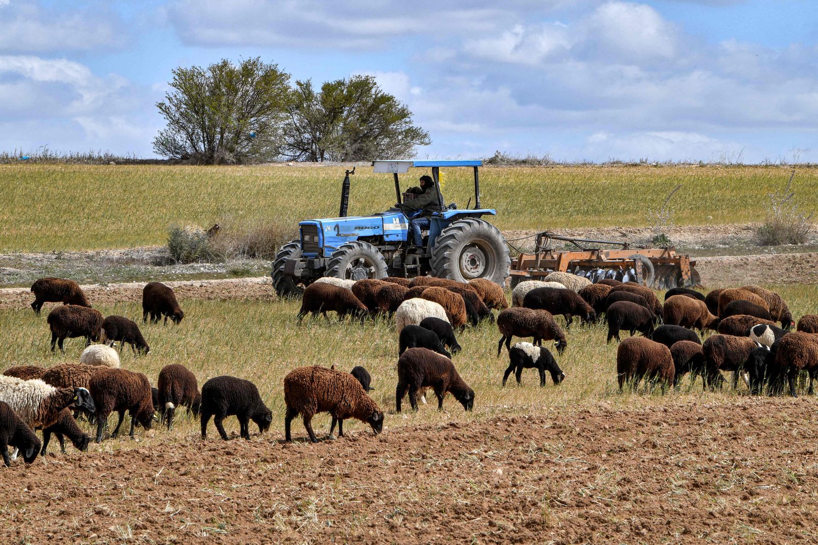 In this picture taken on April 6, 2023 a farmer ploughs a failed wheat field as sheep graze there to preserve the land ahead of the following season, in Medjez el-Bab in northern Tunisia. - Tunisian farmers are bracing for a catastrophic cereal harvest as the country's reservoirs lie near empty and the authorities impose water restrictions to ensure that households have enough to drink. (Photo by FETHI BELAID / AFP) - AFP