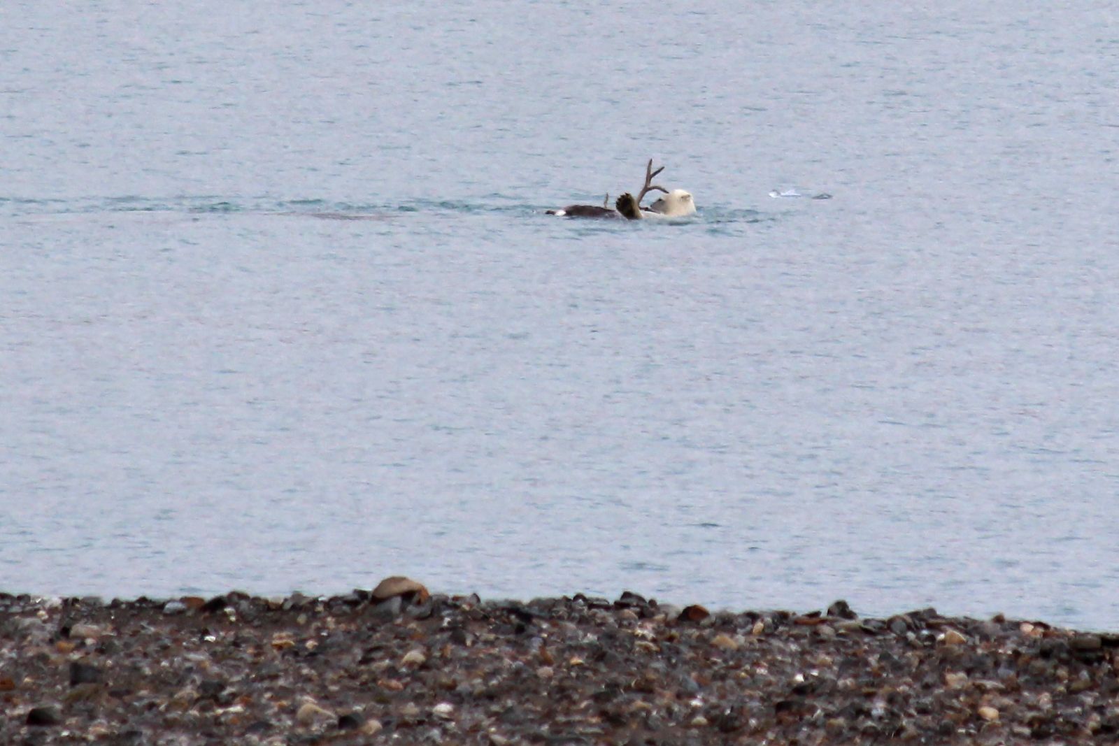 This handout photo taken on August 21, 2020 and obtained from Polish biologist Izabela Kulaszewicz of the University of Gdansk on November 26, 2021 shows a female polar bear hunting a reindeer in water off the Svalbard archipelago, Norway. - A polar bear chases a reindeer into the water, drags it ashore and devours it, in a striking scene caught on film for the first time. With sea ice melting, the king of the Arctic may be changing its diet. (Photo by Izabela KULASZEWICZ / AFP) / RESTRICTED TO EDITORIAL USE - MANDATORY CREDIT 