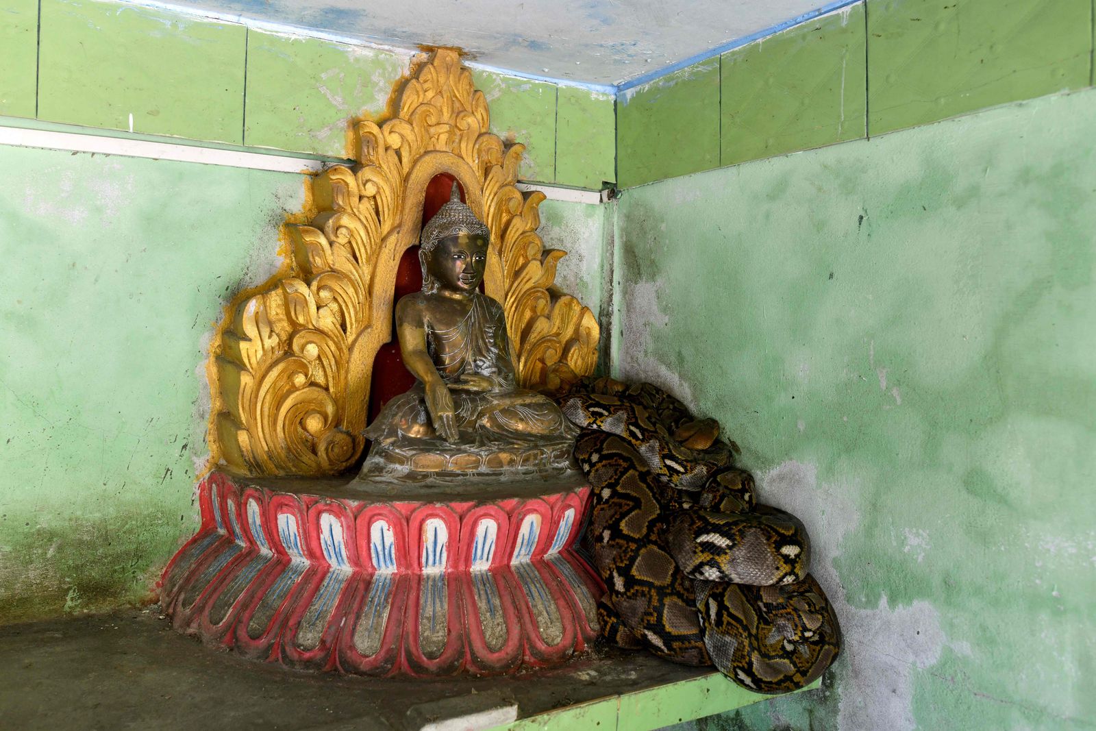 This photo taken on January 12, 2023 shows a snake resting on a Buddha statue at the Buddhist monastery in Mingalardon Township in Yangon. - The mission of Myanmar's premier snake removal squad is to prise pythons and cajole cobras from dangerous entanglements with the human world and return them to their natural habitats. (Photo by SAI Aung MAIN / AFP) / To go with 'MYANMAR-ENVIRONMENT-ANIMAL-SNAKES,FOCUS' by Lynn MYAT - AFP