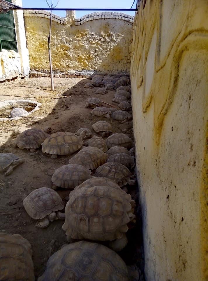 الحملة عثرت على سلاحف برية مصرية وسودانية - facebook.com/EgyptianCabinet