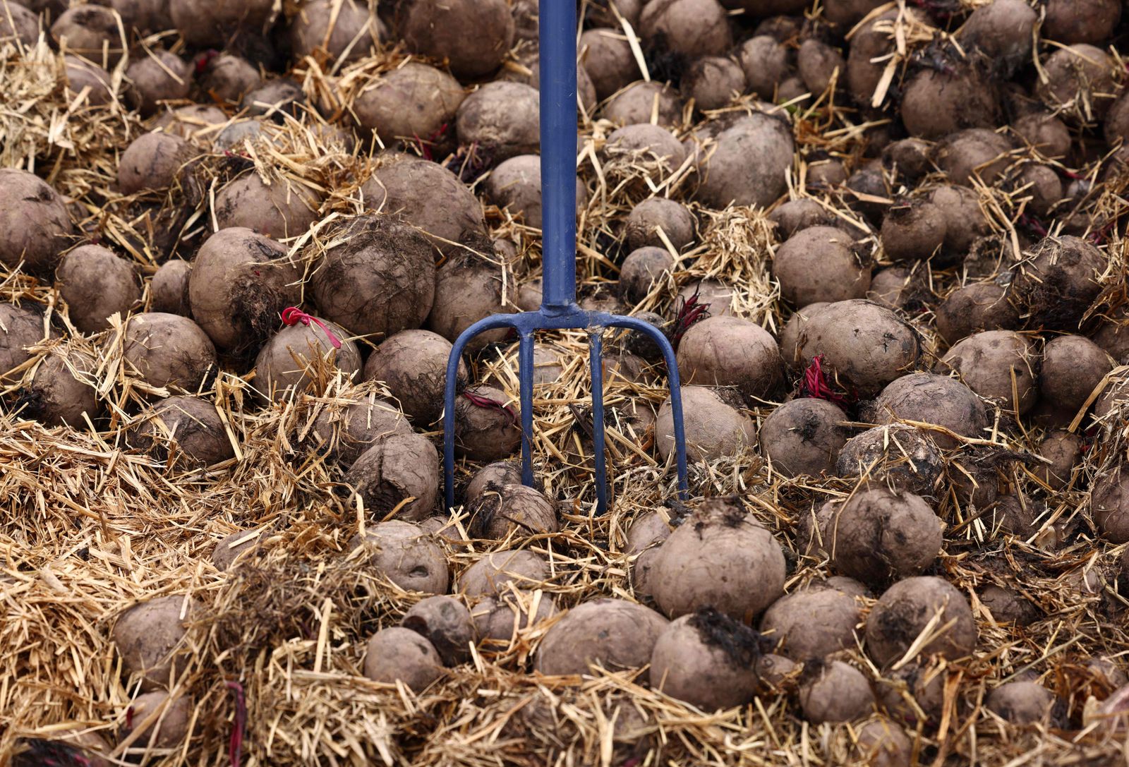 Some of the five hundred tonnes of beetroot that is being left to rot due to a collapse in demand, is seen at Woodhall Growers in Penkridge, central England on April 14, 2022. - Due to border regulations introduced in January, many EU markets for Woodhall's beetroot have disappeared, meaning new markets and uses are being sought for the crop. (Photo by Darren Staples / AFP) - AFP