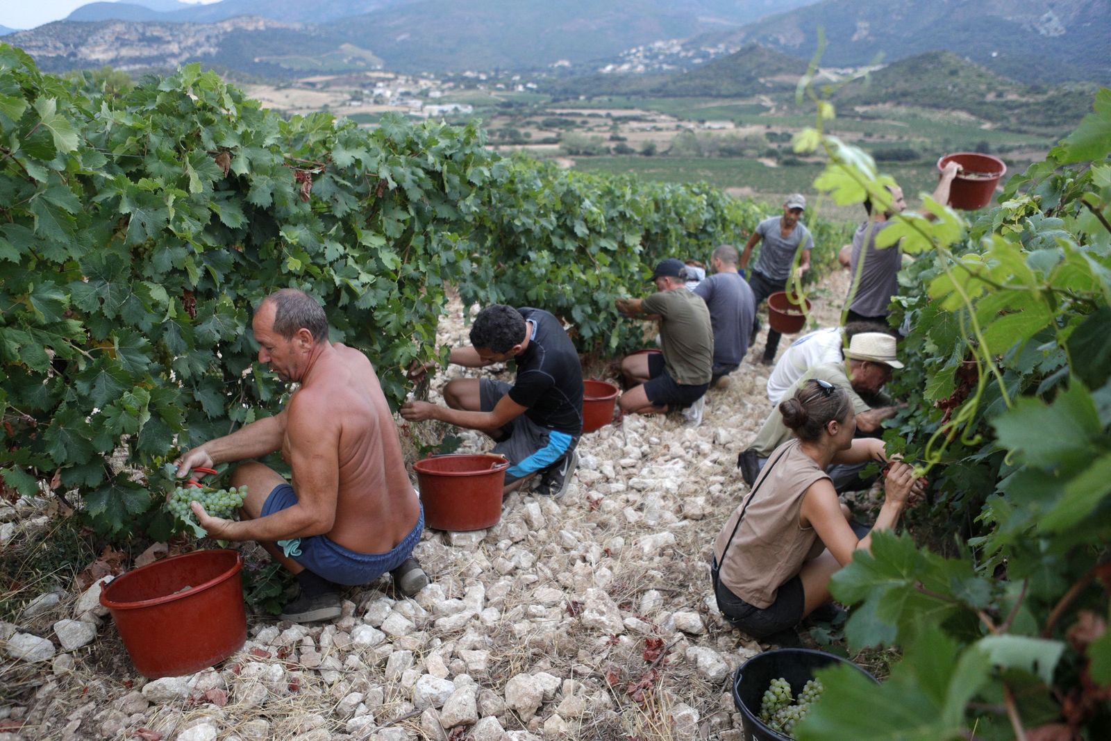 Workers harvest white grapes in a wineyard in Patrimonio on the French Mediterranean island of Corsica on August 12, 2022. - The grape harvest season has begun a few weeks earlier this year due to a heat wave and drought on Corsica. (Photo by PASCAL POCHARD-CASABIANCA / AFP) - AFP
