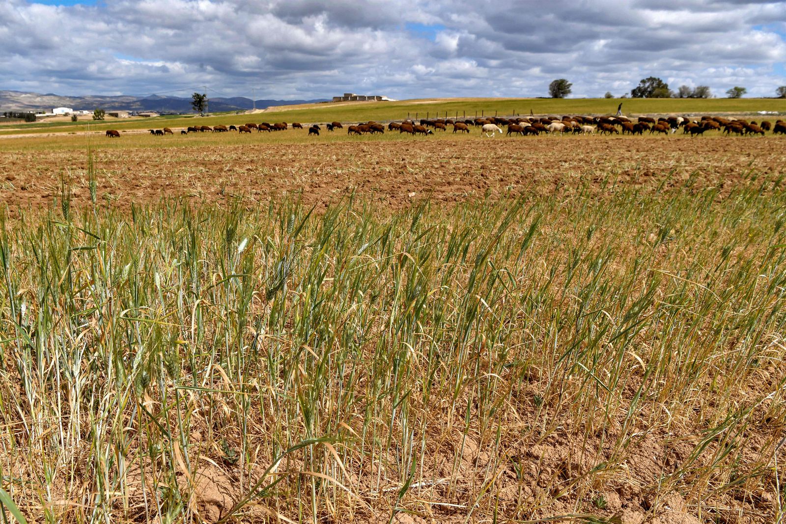 This picture taken on April 6, 2023 shows a view of a failed wheat field during a drought in Medjez el-Bab in northern Tunisia. - Tunisian farmers are bracing for a catastrophic cereal harvest as the country's reservoirs lie near empty and the authorities impose water restrictions to ensure that households have enough to drink. (Photo by FETHI BELAID / AFP) - AFP