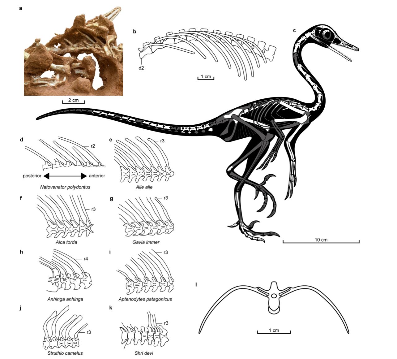 Life reconstruction of Natovenator polydontus