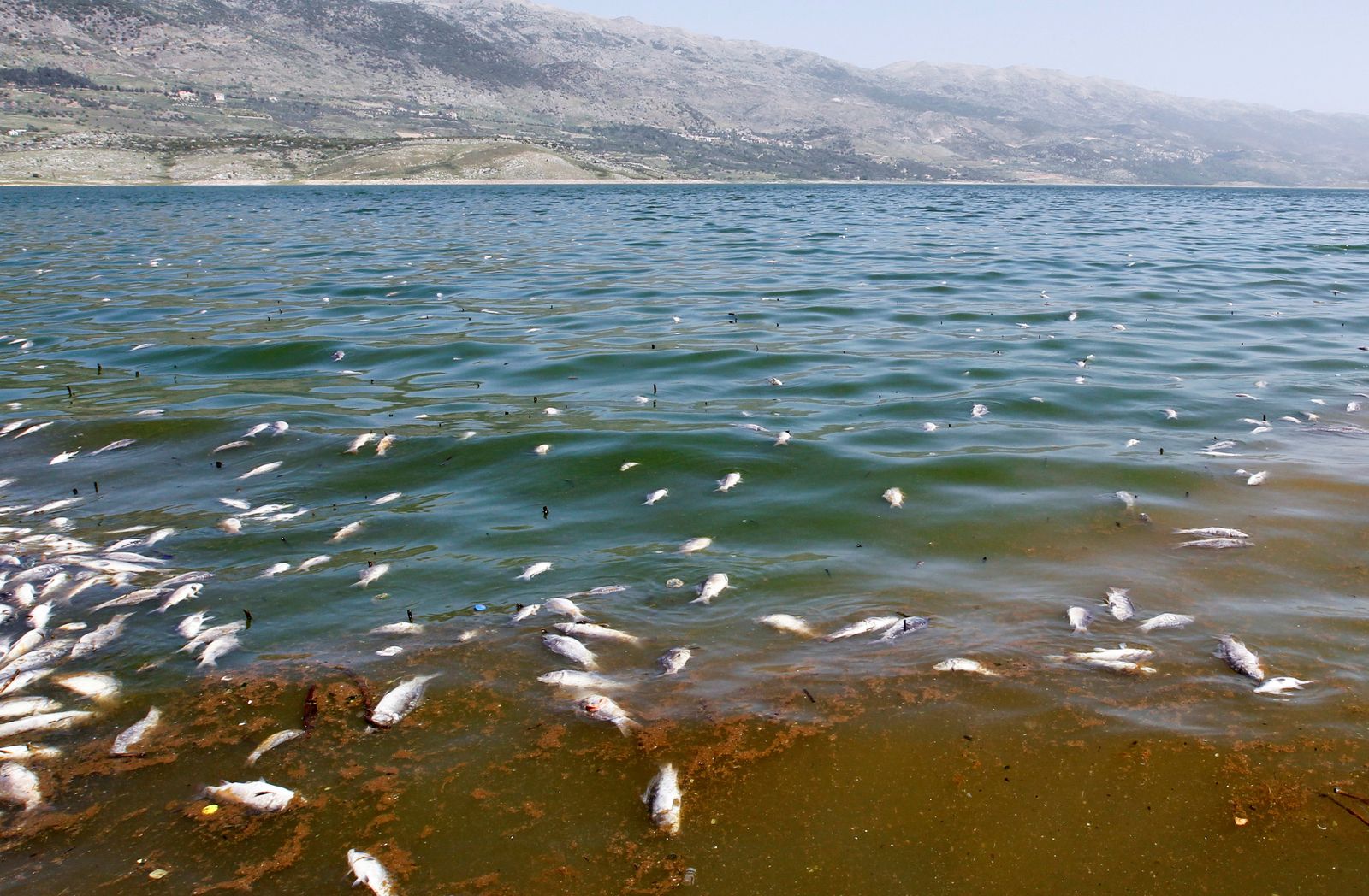 أسماك ميتة تطفو في بحيرة القرعون على نهر الليطاني - REUTERS