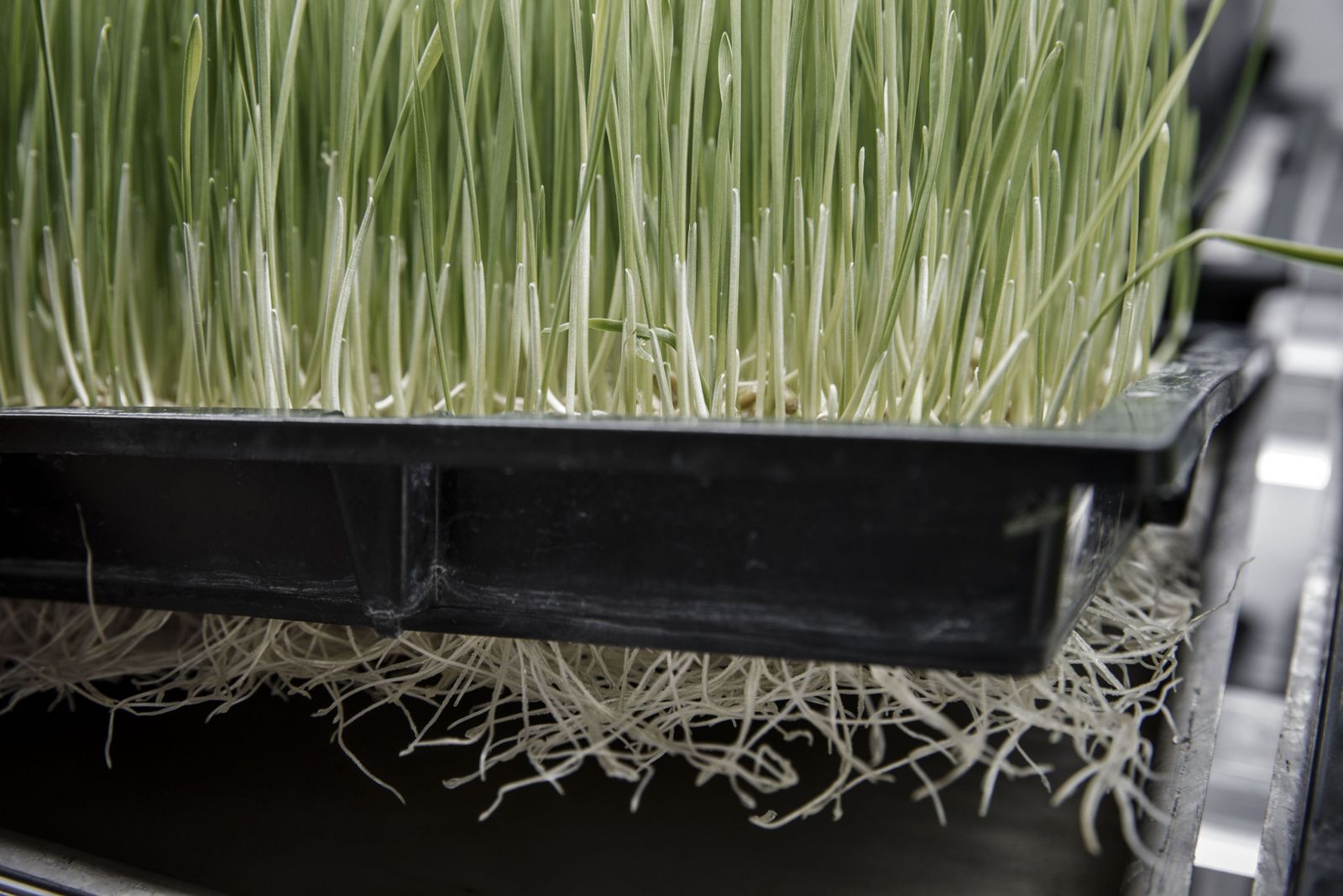 عشب القمح في وحدة زراعية عمودية تديرها شركة تكنولوجيا في بكين - 19 يناير 2017 - Bloomberg