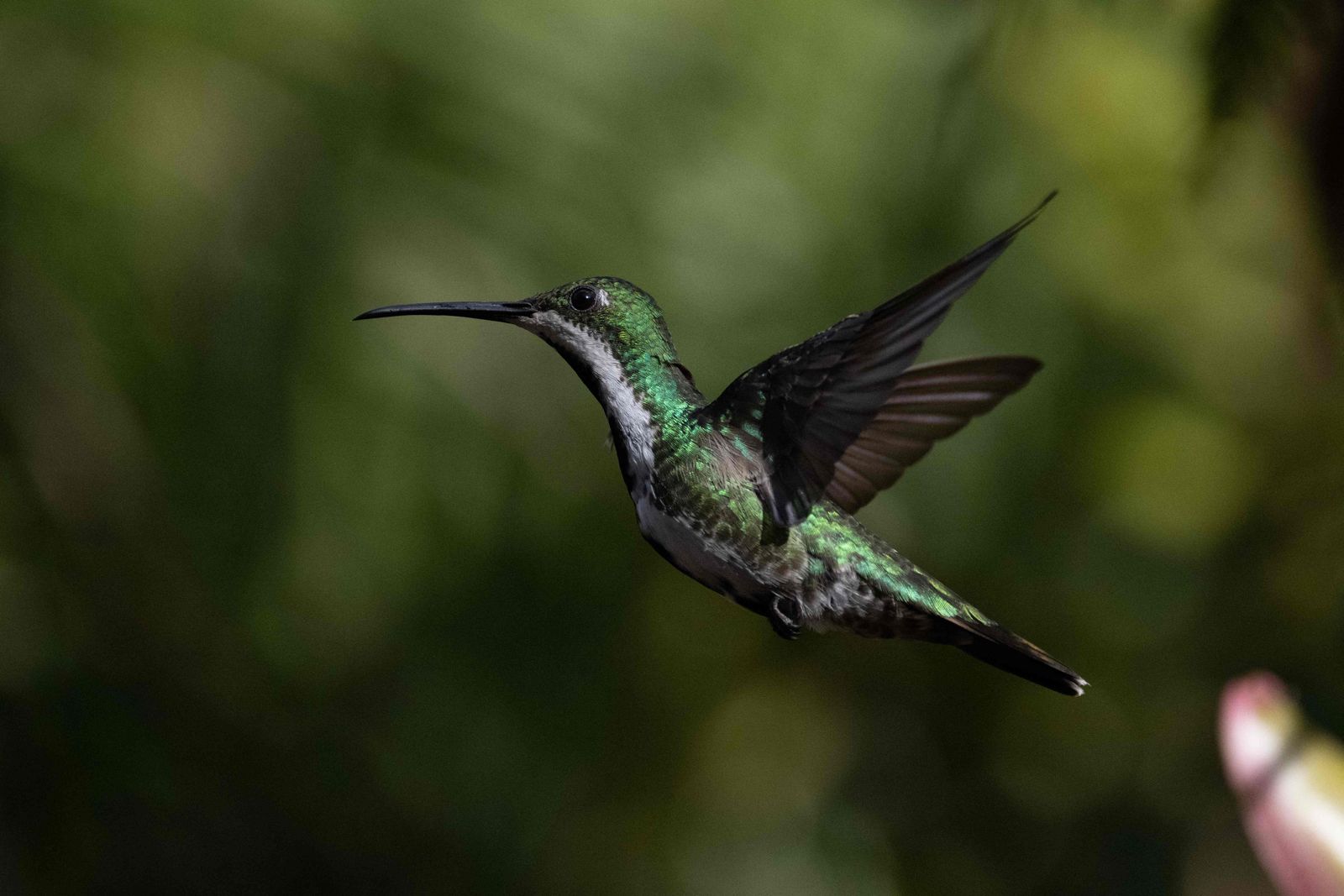 A hummingbird (Amazilia tobaci erythronotus) flies at a garden in Caracas, on July 21, 2022. - As a child, Enma Pescador would sit with her grandmother to watch the hummingbirds sucking on flowers at the patio of her house in the interior of Venezuela. Now he receives hundreds in his garden, in Caracas, considered an 