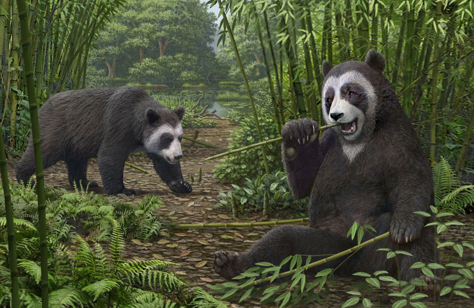 An artist's reconstruction of the extinct panda Ailurarctos that lived about 6 million years ago, with its fossils unearthed near the city of Zhaotong - via REUTERS