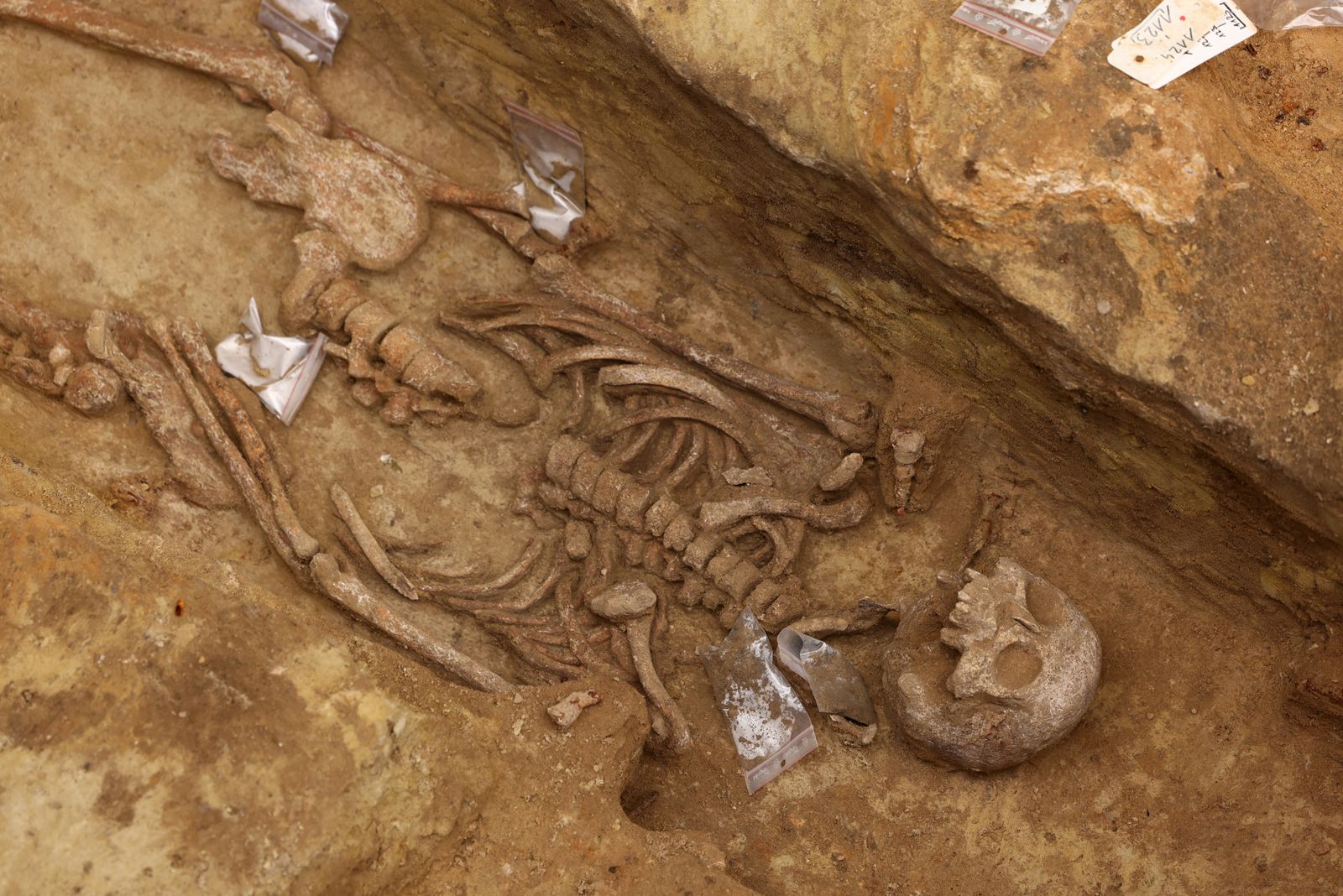 A photo shows a skeleton from an ancient necropolis at Port-Royal metro station in Paris, on April 18, 2023. (Photo by Thomas SAMSON / AFP) - AFP