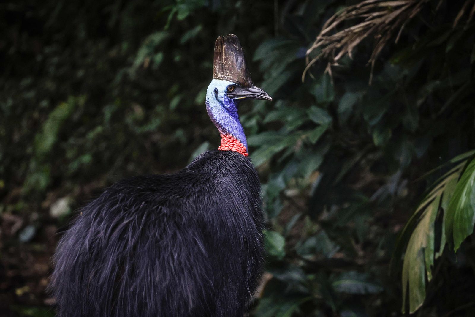 This picture taken on April 7, 2024 shows a cassowary bird as it stands next to a road that passes through the township of Etty Bay, located in the Cassowary Coast region of North Queensland, south of Cairns. With legs like a velociraptor and a striking neon blue neck, the southern cassowary cuts a fearsome figure in the rainforests of northeast Australia. The flightless birds, only found in Australia, New Guinea and some Pacific islands, are listed as  endangered by the Australian government and estimates about 4,500 remain in the wild. (Photo by DAVID GRAY / AFP) / To go with AFP story Australia-conservation-birds, FOCUS by Laura Chung