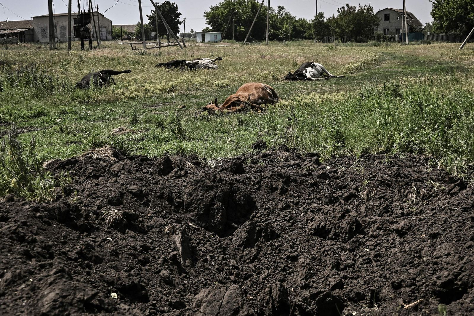 ماشية نافقة في إحدى المزارع بالقرب من خط المواجهة في إقليم دونباس الأوكراني. 10 يونيو 2022 - AFP