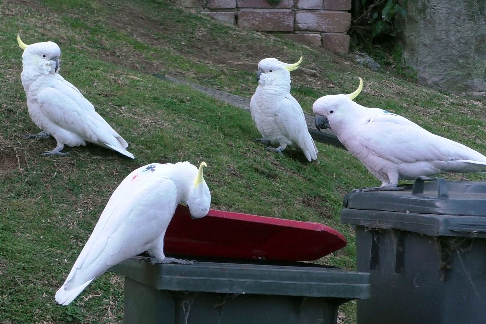 مجموعة من طيور 