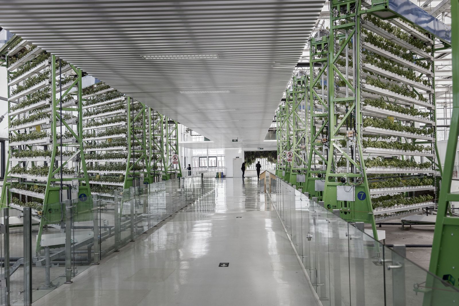 نباتات تنمو على أرفف زراعية عمودية في مزرعة تديرها شركة تكنولوجيا بضواحي بكين - 20 فبراير 2017 - Bloomberg