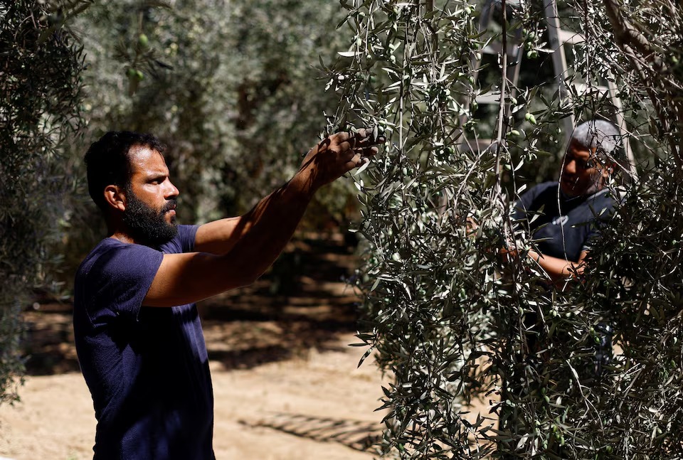 فلسطينيان يقطفان الزيتون في مزرعة بدير البلح، وسط قطاع غزة، فلسطين. 20 سبتمبر 2026
