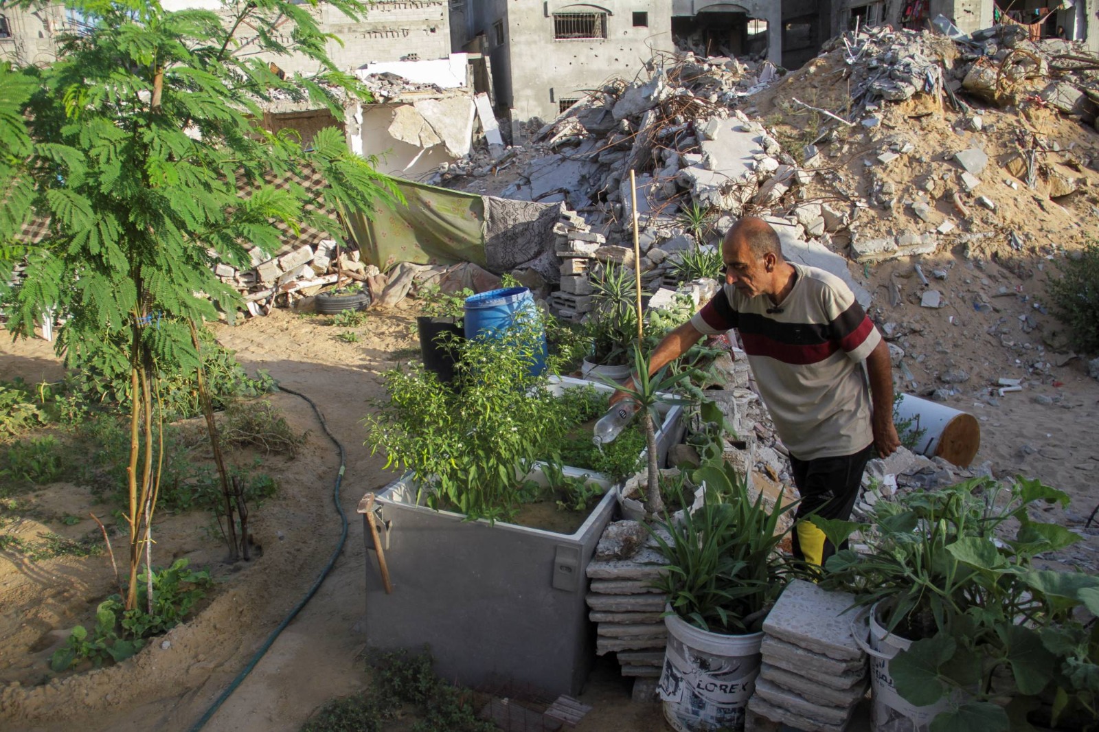 رجل فلسطيني يسقي نباتاته في جباليا