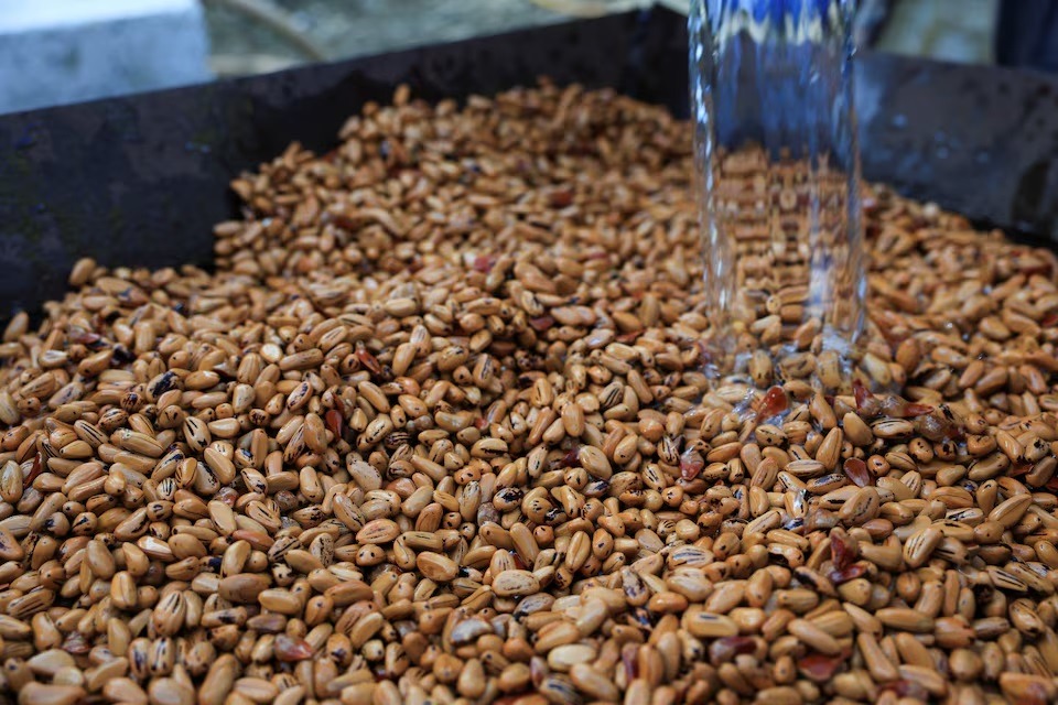 ثمار الصنوبر في منطقة باكسين بلبنان، حيث تتفاقم أزمة الصنوبر بسبب حشرة دخيلة تتغذّى على المخاريط، 21 أكتوبر 2025