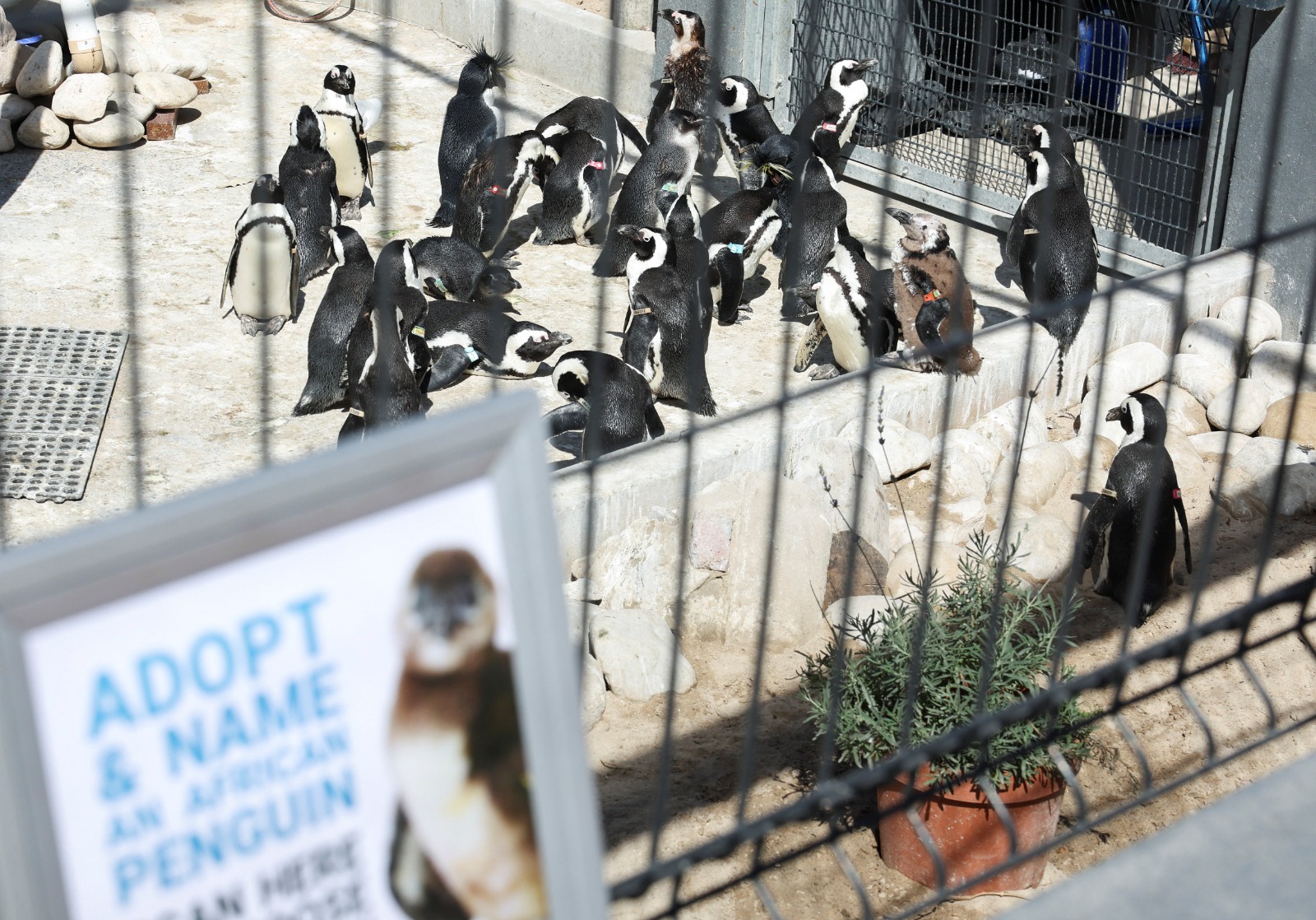 مجموعة من أفراخ البطريق الإفريقي في مركز مؤسسة جنوب إفريقيا للحفاظ على الطيور الساحلية. 27 مارس 2024