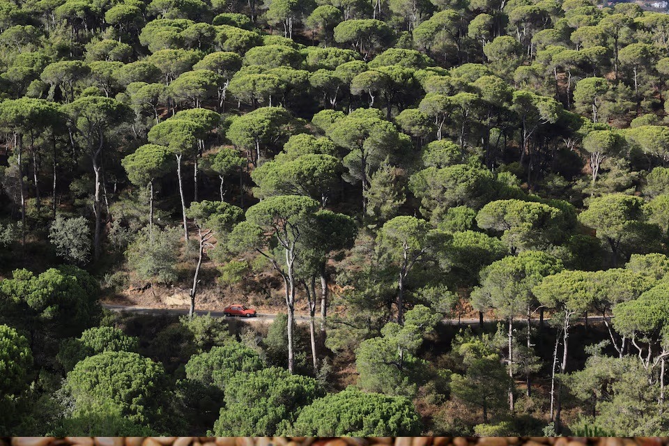 غابة صنوبر في منطقة باكسين بلبنان، 21 أكتوبر 2025