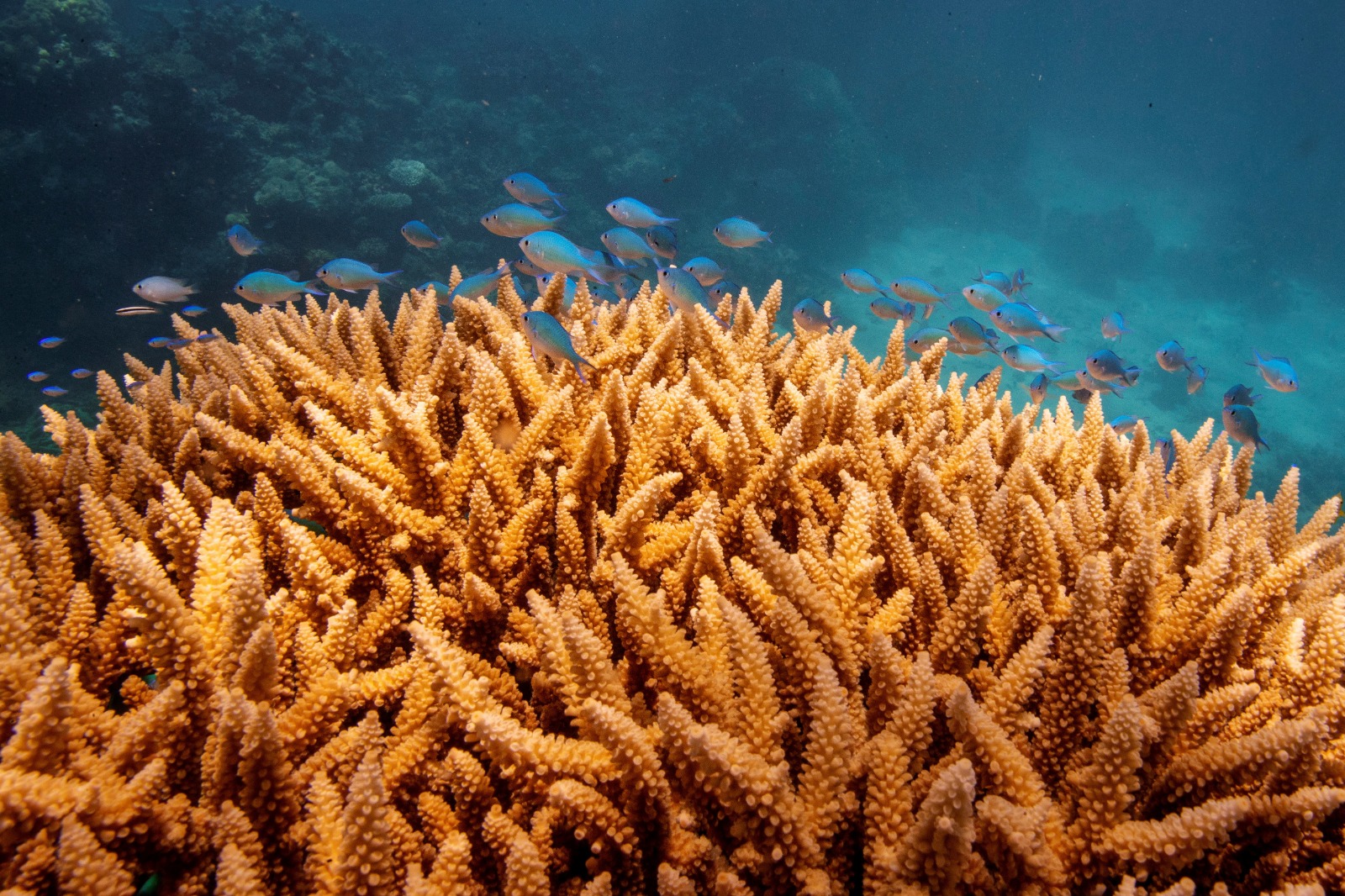 سرب من الأسماك يسبح فوق مستعمرة مرجانية من نوع أكروبورا سيرفيكورنيس (Acropora cervicornis) أثناء نموها على الحاجز المرجاني العظيم قبالة ساحل كيرنز، أستراليا، 25 أكتوبر 2019