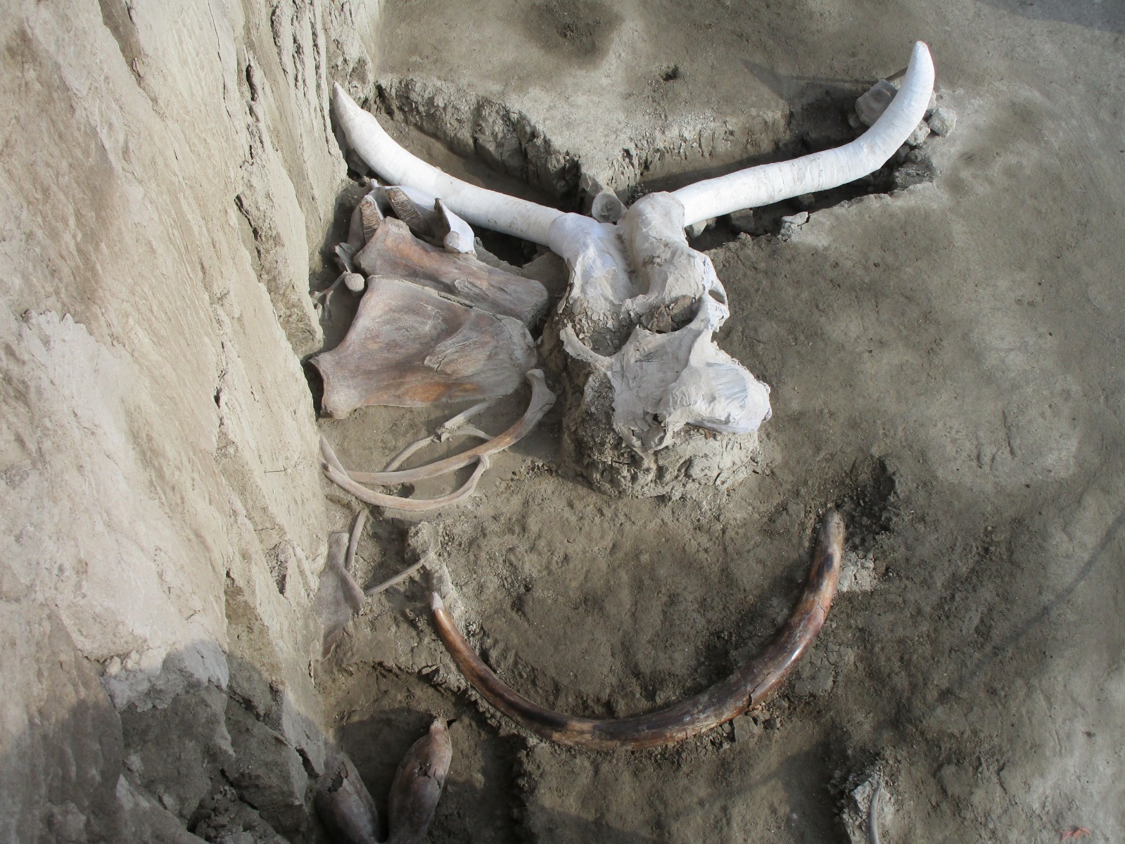 حفرية لأنياب ماموث مكتشفة في المكسيك. 7 نوفمبر 2019 - Reuters