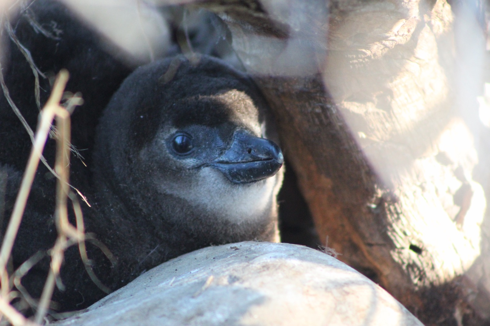 لم يعد الغذاء المتاح كافيا للبطاريق بسبب تقنيات الصيد المعتمدة على الشباك الدائرية