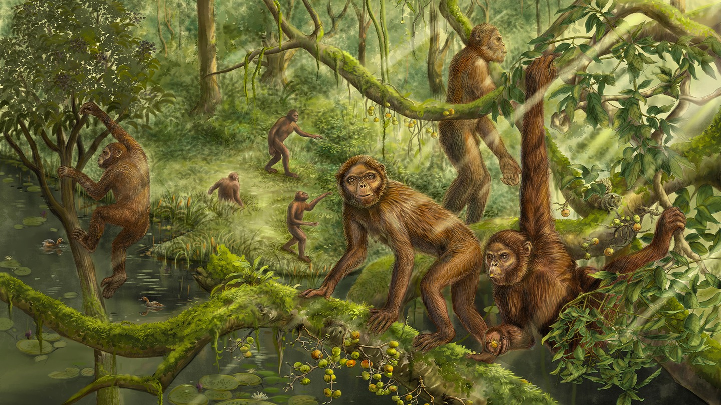 صورة لـLufengpithecus وعاشت هذه الرئيسيات المنقرضة في شرق آسيا خلال العصر الميوسيني