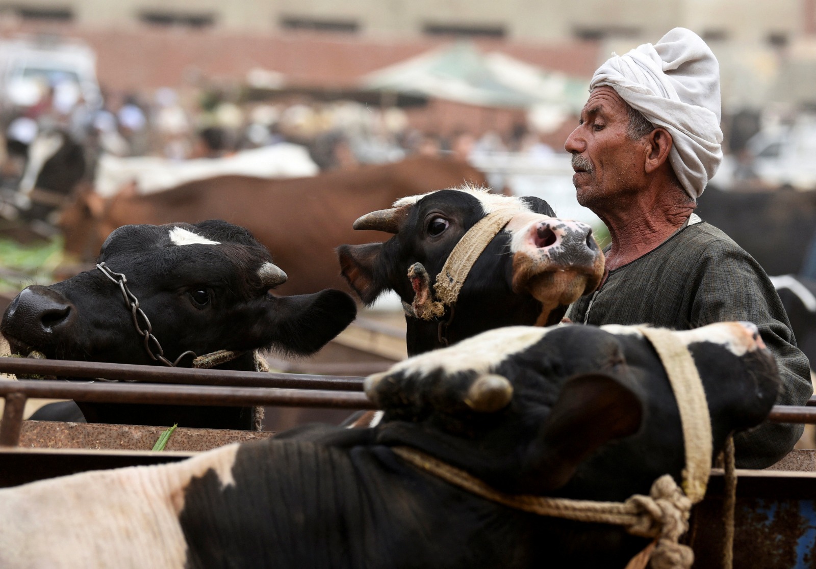 بائع يراقب أبقاره في سوق للماشية قبل عيد الأضحى المبارك في محافظة القليوبية بمصر. 10 يونيو 2024