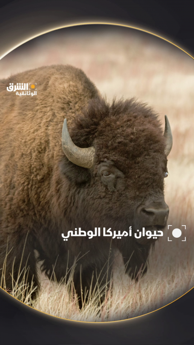 كان البوفالو يمثل قبيلة كيوا على مر الزمن، ويُعتبر...