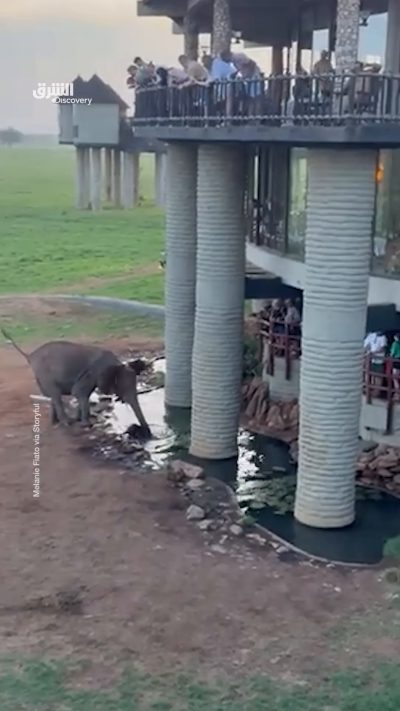 وثّق مقطع مؤثر تدخل فيل مُسنّ بسرعة لإنقاذ فيل صغير سقط...