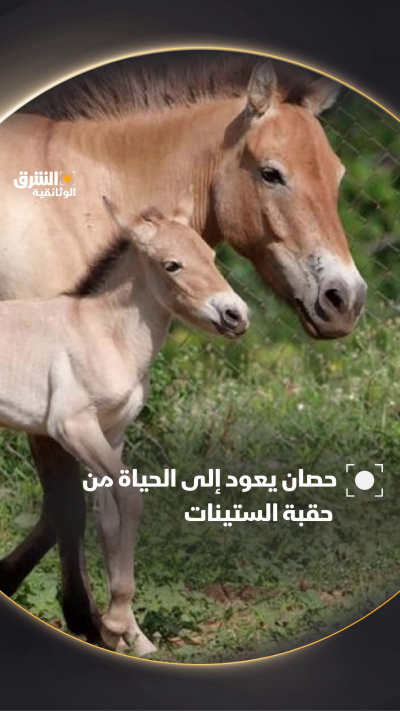 حصان يعود إلى الحياة من حقبة الستينيات، حاملا معه روح تلك المرحلة المليئة بالتمرد والأصالة، وكأنه يستحضر الزمن الماضي بكل ما فيه من أناقة كلاسيكية وقوة لا تُنسى. تابعوا وثائقي "مقاومة الانقراض" على #الشرقالوثائقية عبر مختلف المنصات.