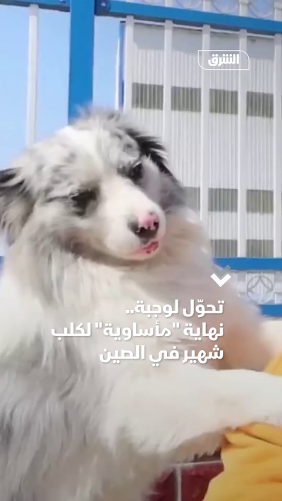 تحوّل لوجبة.. نهاية مأساوية لكلب شهير في الصين