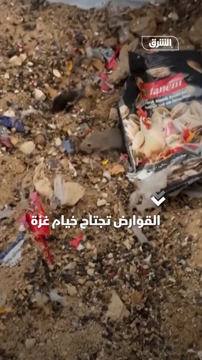 القوارض تجتاح خيام النازحين في غزة