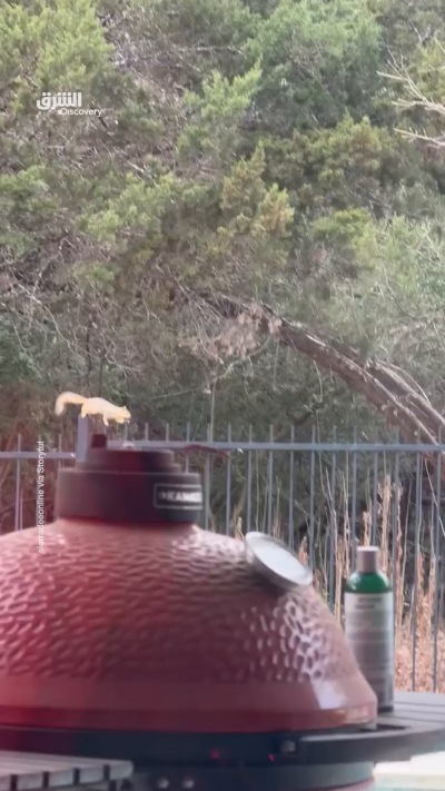 كاميرا منزلية توثّق سنجابًا وهو يعبر السياج بحركات...