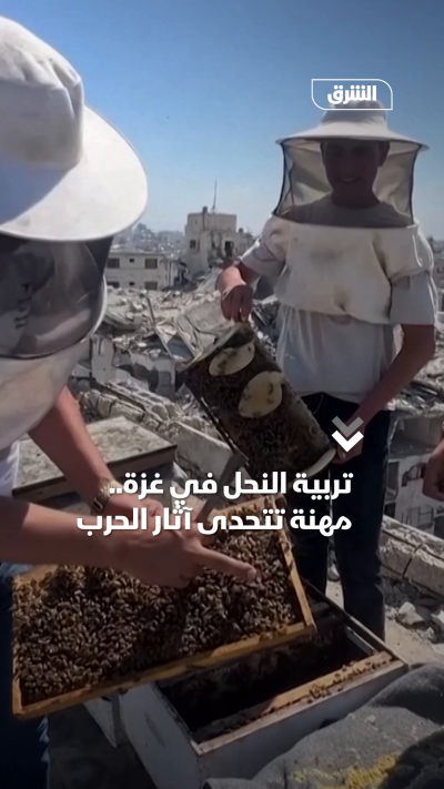 تربية النحل في غزة.. مهنة تتحدى آثار الحرب
