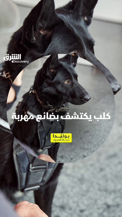 كلب يكتشف سجائر مخبأة في الصناديق. تابعوا "بولندا.....