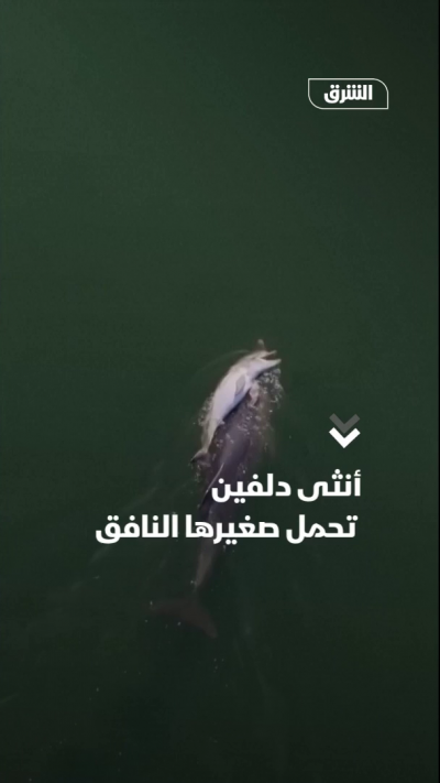 أنثى دلفين تحمل صغيرها النافق