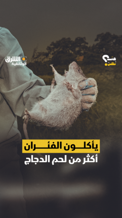 في #فيتنام، فئران الأرز ليست مجرد قوارض، بل وجبة فاخرة...