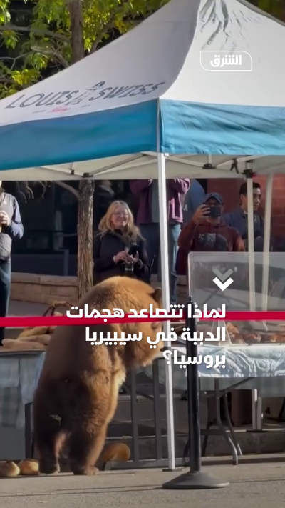 لماذا تتصاعد هجمات الدببة في سيبيريا بروسيا؟