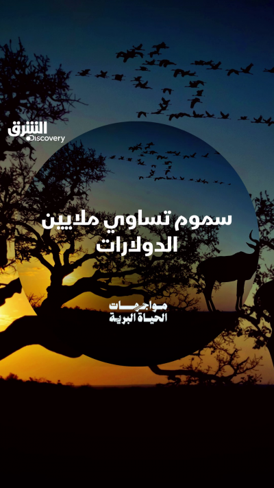 منها سم عقرب فلسطين… كيف تتحوّل السموم إلى علاج؟...