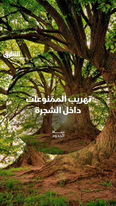 أغرب طرق التهريب.. داخل جذوع الأشجار. تعرفوا إلى...