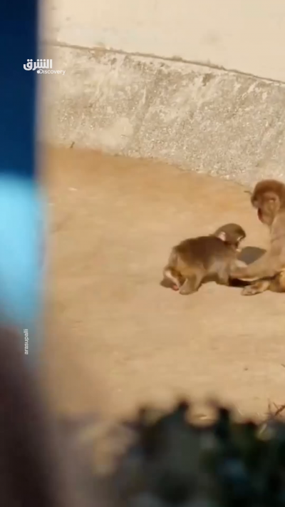 قرد صغير يُدعى Punch يتشبّث بدميته بعد أن تخلّت عنه أمه...