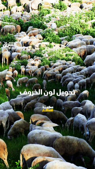 كيف تتم صناعة الخيوط من صوف الخروف؟ شاهدوا الحلقة...
